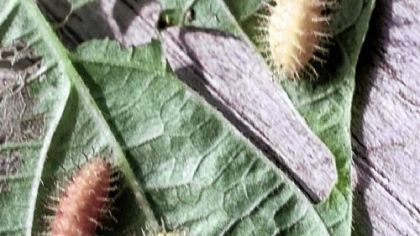 This closeup view shows yellow Mexican bean beetle larvae (yellow) and parasitic wasp larvae (brown) on a damaged bush bean plant leaf. Handpicking adults and larvae and dropping them into a pail of soapy water can reduce their population to a tolerable level in the home garden.