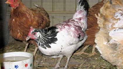 These were among the chickens taken from the CMU campus.