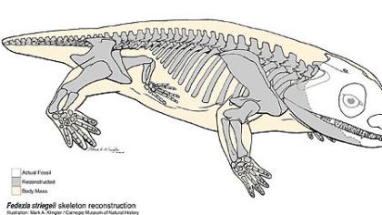 Skeletal reconstruction of Fedexia striegeli. The gray oval at the rear of the skull indicates the exquisitely preserved ear region.
