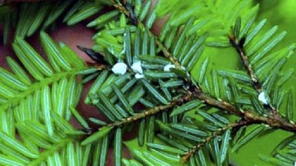 Spraying and other techniques can save hemlocks from the destructive infestation of the woolly adelgids (white clumps, in center).