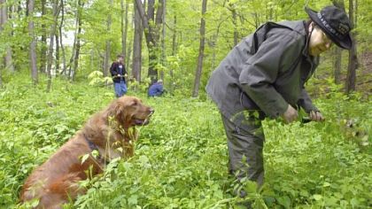 Natalie Price of Butler Township is accompanied by her dog, Cheyenne, while pulling garlic mustard in McConnells Mill State Park near the parking lot of the Hell's Hollow Trail. Ms. Price and others have asked volunteers to pull the plant, which is invasive.
