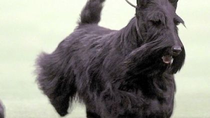 Sadie, best of show at the Westminster Kennel Club Dog Show.
