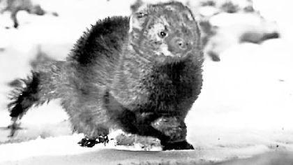 Once trapped out in Pennsylvania, the fisher was reintroduced in 1994 following stocking programs in West Virginia and New York.