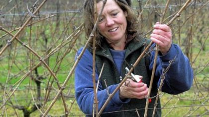 Betsey Wittick prunes Muller-Thurgau vines at Bainbridge Island Vineyards & Winery on Bainbridge Island in Washington.