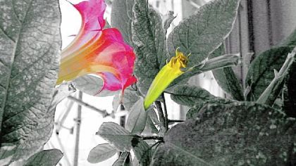 "Hydrogenated 2," a 41.5 by 52.5-inch photograph by Aaronel de Roy Gruber, is among 98 artworks in the Associated Artists of Pittsburgh Centennial Annual at Carnegie Museum of Art. Mrs. Gruber, who is in her 10th decade, is also represented by the only video work juried into the exhibition, "Reflections."