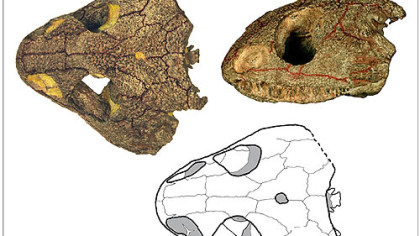 Views of the remarkably preserved Fedexia striegeli skull.
