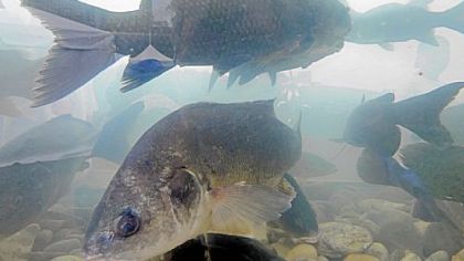 There was more than art at the Three Rivers Arts Festival. Fish from the Ohio River were on display in the Ohio River Valley Water Sanitation Commission aquarium to promote environmental awareness.