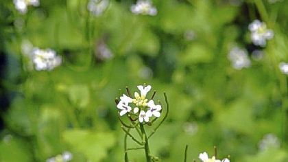 Garlic mustard was brought to America by colonists because it?s edible.