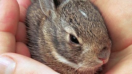 A 10-day-old Eastern cottontail rabbit.