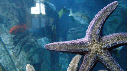 Starfish cling to the side of a tank at the Aquarium of the Pacific in Long Beach, California.