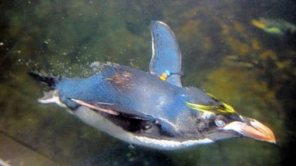 A macaroni penguin swims in the tank at the Pittsburgh Zoo & PPG Aquarium.