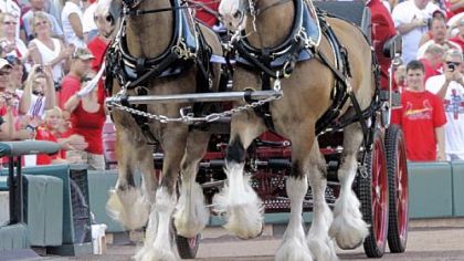 Whitey Herzog, right rear, is paraded through Busch Stadium by the Budweiser Clydesdales Saturday before the Pirates-Cardinals game. The Cardinals retired Herzog's No. 24. Herzog was inducted into the Baseball Hall of Fame last weekend.