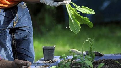 Jaymon McGhee, 13, plants mustard greens in a raised bed as part of the Lots of Hope gardening project.