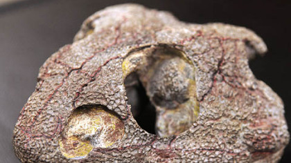 Fedexia striegeli