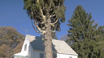 This 84-foot-tall Norway spruce tree in Connecticut wound up headed for New York City to be placed in Rockefeller Center to be displayed for the holiday season. The tree grows well in many parts of the country despite not being native to the U.S.