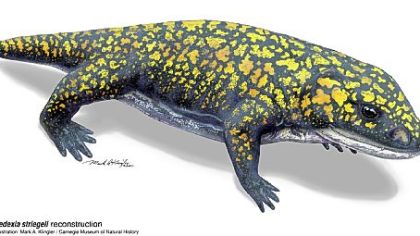 A reconstruction of Fedexia striegeli from Mark A. Klinger for the Carnegie Museum of Natural History.