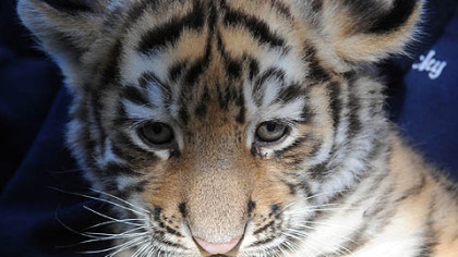 One the three nine-week-old cubs.