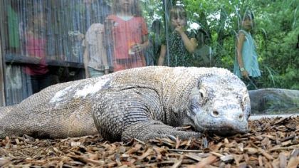 The Komodo dragon exhibit is just one of many activities at Pittsburgh Zoo & PPG Aquarium.