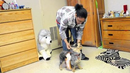 Sophomore Michelle Kelly, 19, of Severn, Md., plays with Lady, her 3-year-old Yorkie-Poo, in her dormitory at Washington & Jefferson College.