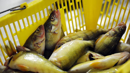 Aaron Mathers scales and fillets fish at his family's shop, The Last Fisherman, in Erie.