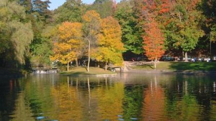 Fall foliage.