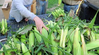 Rob Goeller, Richard Graney and Mike Fabry sort freshly picked sweet corn at the Villa Maria farm west of New Castle. Mr. Goeller is a volunteer beginning a year's stay on the farm.