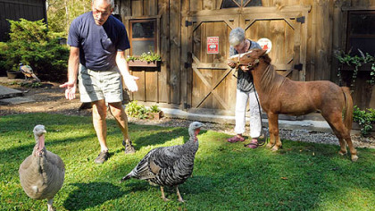 Nada and Fred Sarkin with the miniature horse, Corky and turkeys Ariana and Tatiana.