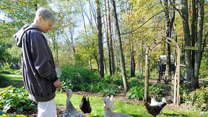 Turkeys and chickens come running toward Nada Sarkin when she shows her treat bag.