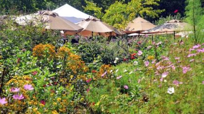 Umbrellas dot the Nectar Garden at Sand Hill Berries, where customers can pick their own bouquet of flowers.