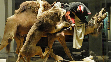 The "Arab Courier Attacked by Lions" diorama -- mesmerizing kids for the past 116 years at the Carnegie Museum.