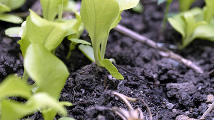 If you plant lettuce now and properly tend it during the fall, you can have it fresh from the garden for your Christmas dinner.