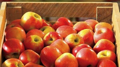 "The Complete Root Cellar Book" by Steve Maxwell and Jennifer MacKenzie.