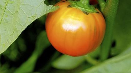 'Turkish Orange' eggplant at the Magee-Womens Hospital garden.