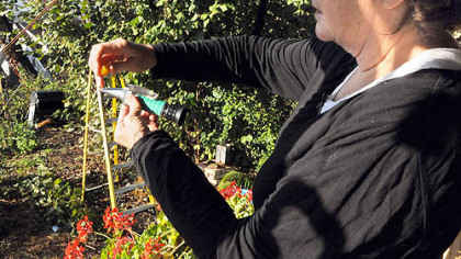 Suzy Meyer squeezes the juice from a tomato onto a refractometer, which measures the brix level of the fruit.