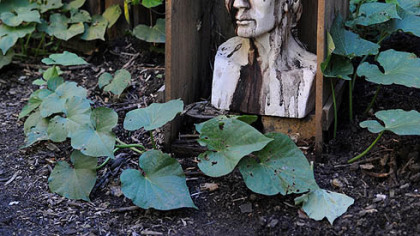 This plaster bust, created by Rose Clancy's mother while she was in high school, is being transformed as rain flows into the pots above that contain black walnuts and then drizzles an "aging" stain onto the artwork.