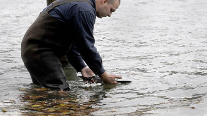 Mike Stephan, PPG Aquarium Aquarist, gently releases a 6-month-old paddlefish into the Ohio River Oct. 30 at the Borough of Sewickley Walnut Street Landing.