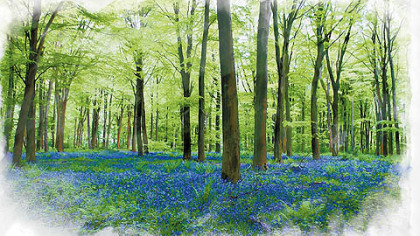 This photo illustration shows how the Eastern European woods section of the garden might appear, underplanted with bluebells