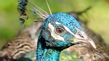 A pet peacock at Nada and Fred Sarkin's home.