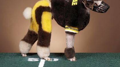 Local dog groomer Justine Cosley turned Silas, her 45-pound standard poodle, into "Roethlispoodle." This image wound up on the cover of the March 2005 Groomer to Groomer magazine.