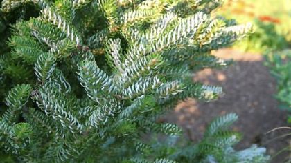 'Horstmann's Silberlocke'  (Abies koreana) is also available in a prostrate form that will slowly cover a bank or open area.