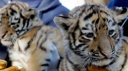 Two of three nine-week-old Amur tiger cubs are introduced to the public at the Pittsburgh Zoo & PPG Aquarium.