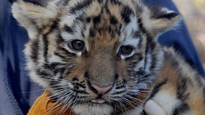 The male Amur Tiger cub.