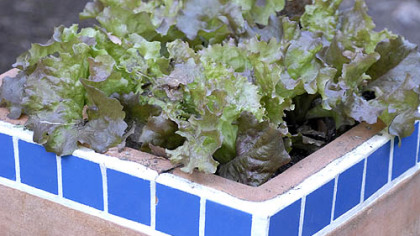Don't be afraid to use lettuce in containers at the end of the year. Red Sails is both beautiful and tasty.