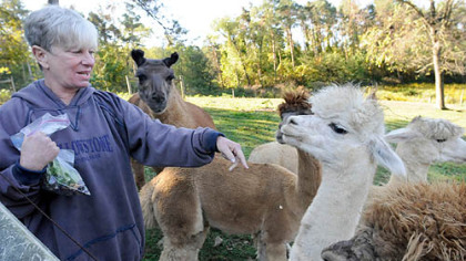 Nada Sarkin's alpacas, with Joe the llama in the background, crowd around her treat bag.