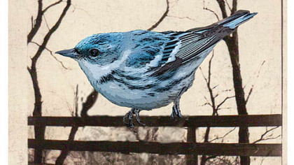 The Cerulean Warbler is a species endangered by the loss of its nesting grounds in West Virginia because of the coal mining practice of mountaintop removal. In the novel "Freedom," efforts to save the bird, endanger a marriage.