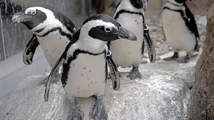 National Aviary officials are hoping a pair of African penguins will mate soon. The aviary is aiding efforts to protect the penguins, which were declared endangered species this year.